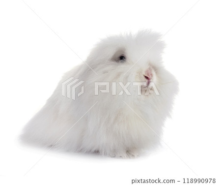 young Lionhead rabbit 118990978