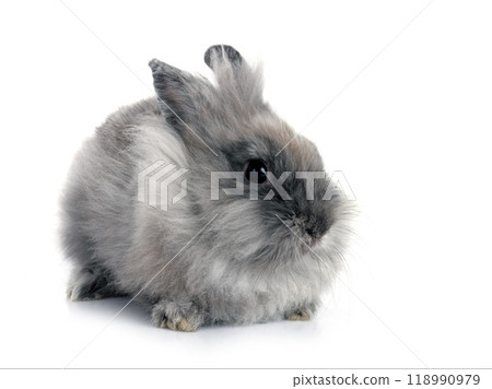 young Lionhead rabbit young Lionhead rabbit 118990979