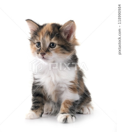 young Kurilian Bobtail in studio 118990984