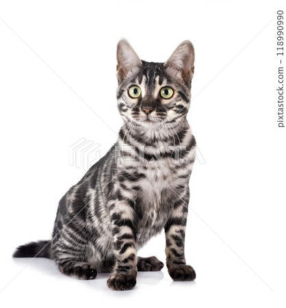 bengal kitten in studio bengal kitten in studio 118990990