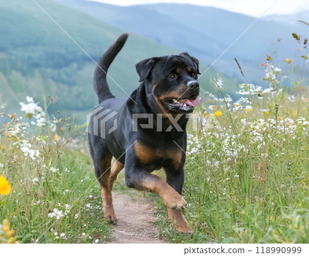 rottweiler in nature 118990999