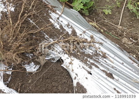 Condition of okra roots after cultivation 118991039