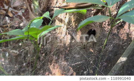 Close-up of Spider Retreating into Web Tunnel Quickly 118991040