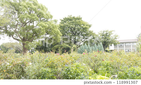 Franceyama 公園(Port View Hill 公園)的秋天 Franceyama 公園(Port View Hill 公園)的秋天 118991307