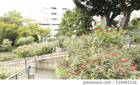 Franceyama 公園（Port View Hill 公園）的秋天 118991316