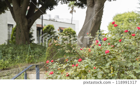 Franceyama 公園（Port View Hill 公園）的秋天 118991317