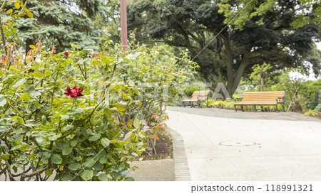 Franceyama 公園（Port View Hill 公園）的秋天 118991321