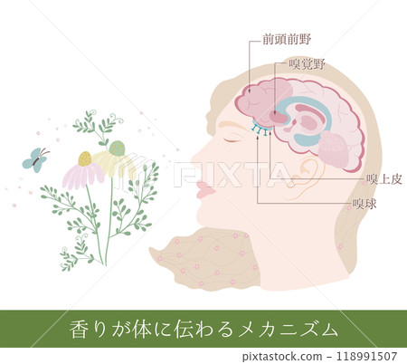 氣味傳遞到身體的機制 氣味傳遞到身體的機制 118991507