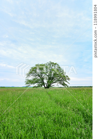 哈尼爾樹 118991804