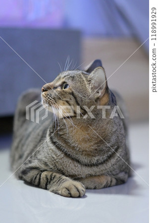 tabby cat on bed relax tabby cat on bed relax 118991929
