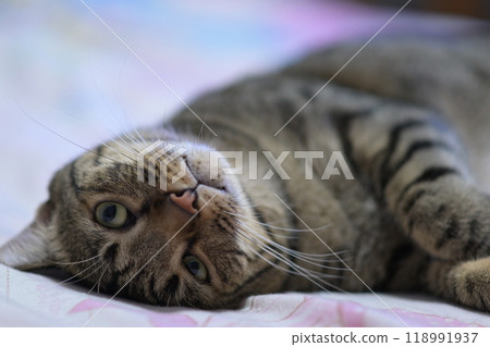 tabby cat on bed relax tabby cat on bed relax 118991937