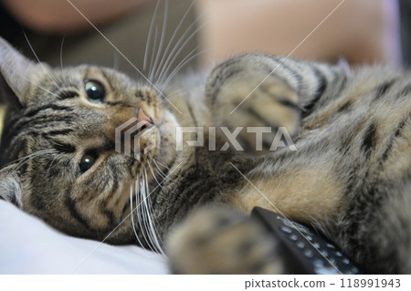 tabby cat on bed relax tabby cat on bed relax 118991943