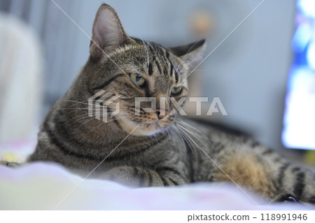 tabby cat on bed relax tabby cat on bed relax 118991946