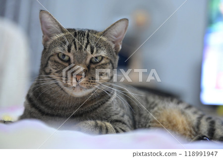 tabby cat on bed relax 118991947