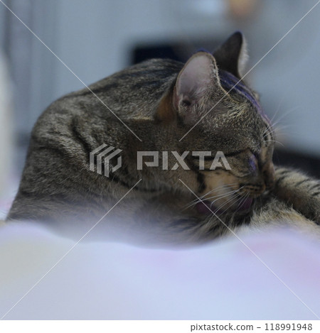 tabby cat on bed relax tabby cat on bed relax 118991948