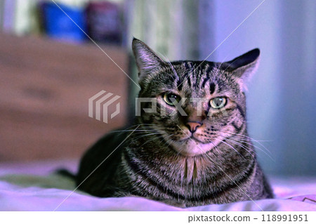 tabby cat on bed relax tabby cat on bed relax 118991951