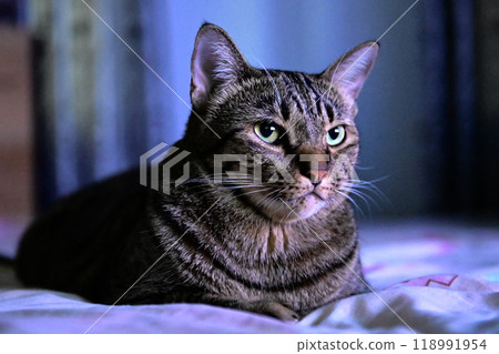 tabby cat on bed relax tabby cat on bed relax 118991954