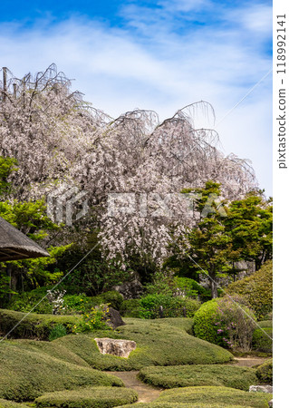 京都著名的垂枝櫻花勝地泰藏院 118992141