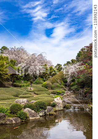 京都著名的垂枝櫻花勝地泰藏院 118992143