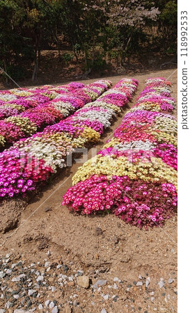 福祿考苔蘚田 118992533