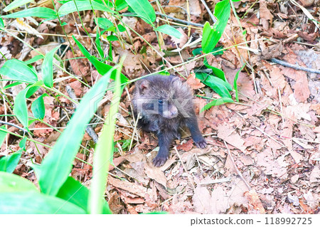 A baby raccoon dog found on the observation trail in the Kushiro Marshlands, Hokkaido 118992725