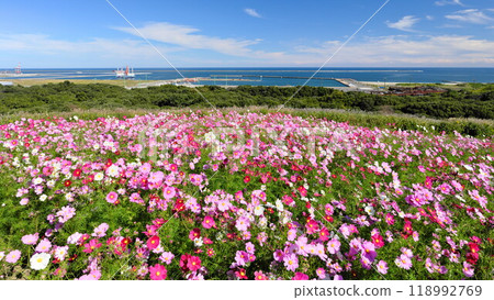 日立海濱公園、日立中港和藍天盛開的秋季波斯菊 日立海濱公園、日立中港和藍天盛開的秋季波斯菊 118992769