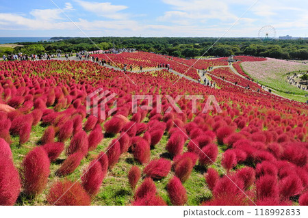 Autumn Hitachi Seaside Park: View of autumn kochia foliage from the top of a vast hill 118992833