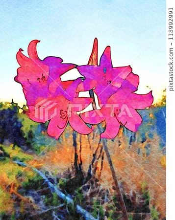 Red and purple flowers in the forest at dawn. Red and purple flowers in the forest at dawn. 118992991