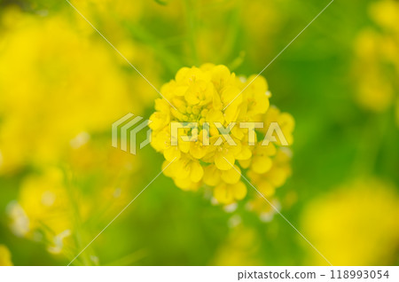 黃色油菜花田，特寫 118993054