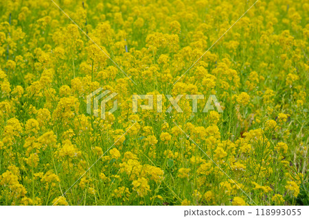 一片片黃色的油菜花開滿地 118993055