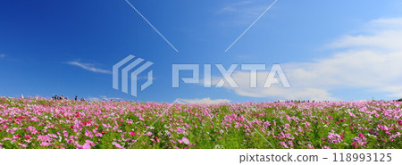 Autumn: The blue sky and white clouds over the cosmos fields at Hitachi Seaside Park are refreshing. Autumn: The blue sky and white clouds over the cosmos fields at Hitachi Seaside Park are refreshing. 118993125
