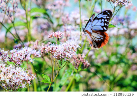 淺飛洋蔥斑 118993129