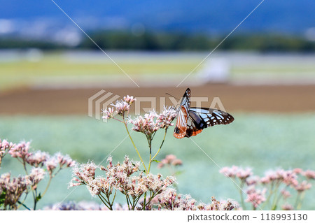 Konjac fields and the Monarch butterfly Konjac fields and the Monarch butterfly 118993130