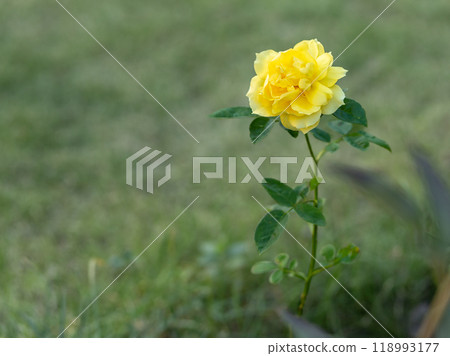 Rose on the stem with a garden on the background. 118993177