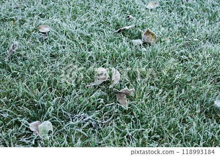 Grass in the garden covered with frost after a night cold snap. 118993184