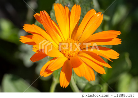 Marigold flower in sunlight with summer background. 118993185