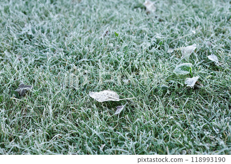 Grass in the garden covered with frost after a night cold snap. Grass in the garden covered with frost after a night cold snap. 118993190