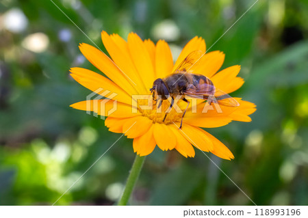 Marigold flower with a bee on the summer background. 118993196