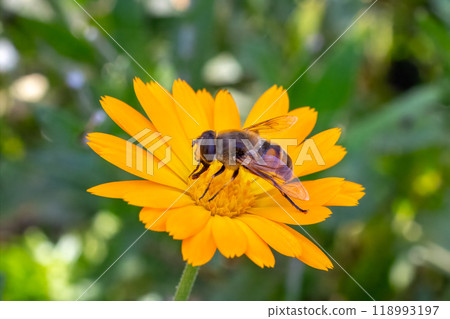 Marigold flower with a bee on the summer background. 118993197