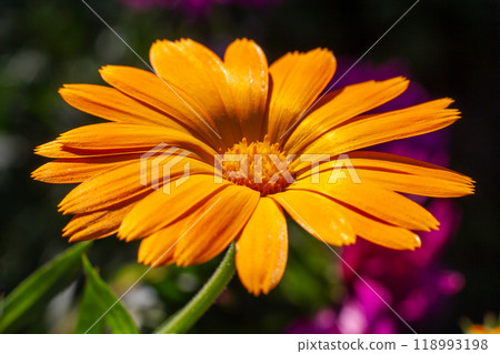 Marigold flower in sunlight with summer background. 118993198
