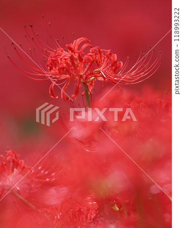 深紅色的higambana 118993222