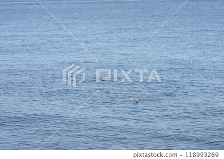 Sea Sea 118993269
