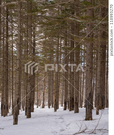 Snow mountain 118993270