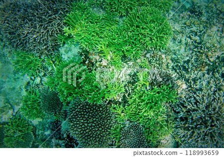 Green Coral 118993659