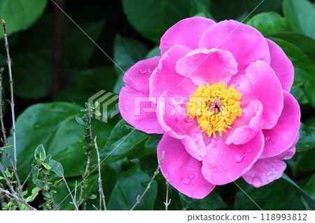 Large Peony Large Peony 118993812
