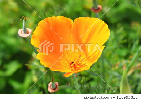 Hanabisawa Hanabisawa 118993813