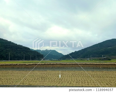 一隻鳥在大片稻田裡收割稻米後站立 118994037