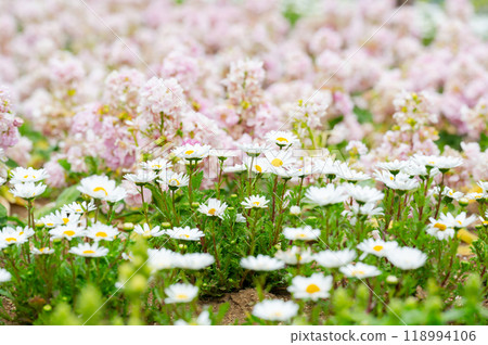 雛菊等春天花朵的花園 118994106