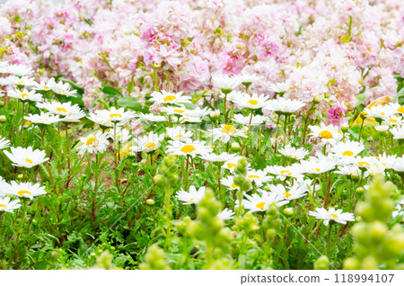 A flower field of daisies and other spring flowers 118994107