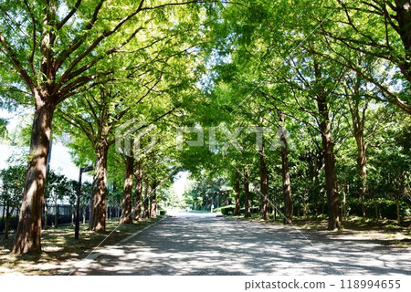 神奈川縣平塚市綜合公園的水杉樹 神奈川縣平塚市綜合公園的水杉樹 118994655